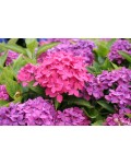 Ветка Hydrangea Macrophylla Hornli с несколькими цветочными розовыми головками.